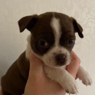 R Gammal Blandras Bostonterrier Chihuahua S Ljs Av Tove Fr N Rebro