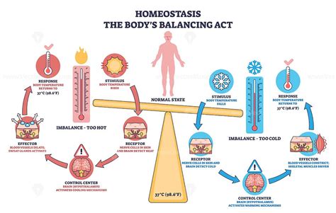 normal body temperature homeostasis
