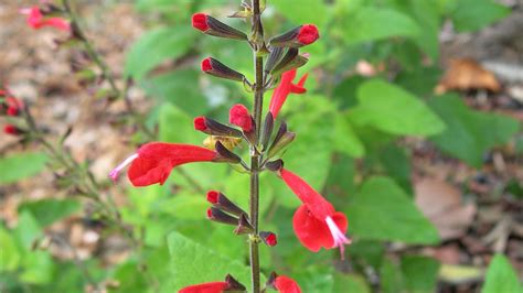 Salvia Coccinea A Short Lived Perennial Grows Throughout Florida