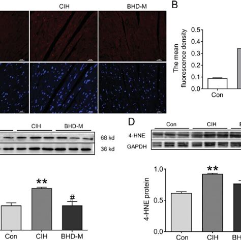 Oxidative Stress Levels In Cardiac Tissue Subjected To Cih A Dhe Download Scientific Diagram