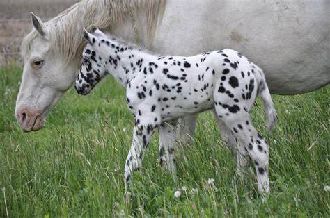 Ghostwind Appaloosas | Horses, Appaloosa, Animals