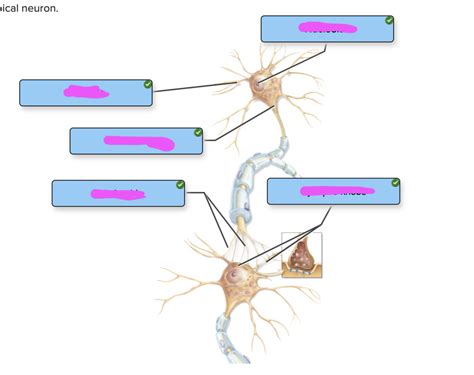 Neuron Components Diagram Quizlet