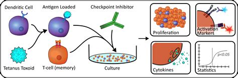 Recall Antigen Assay | I-O | Xeno Diagnostics