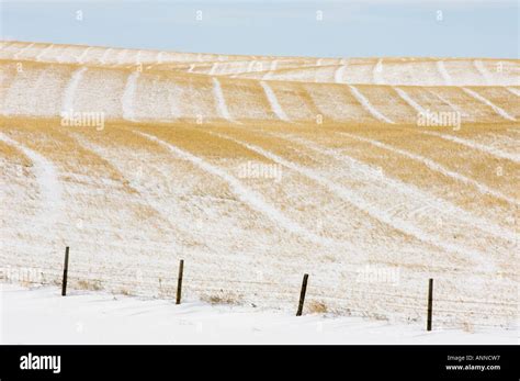 Hussar alberta hi-res stock photography and images - Alamy