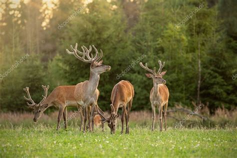 Manada De Ciervos Rojos Cervus Elaphus Ciervos Con Astas Cubiertas De