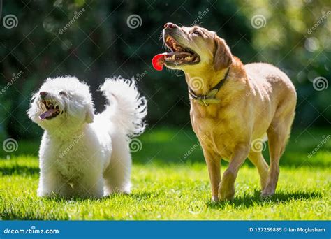 Labrador And Bichon Frise Poodle Looking Up On A Sunny Day Stock Image