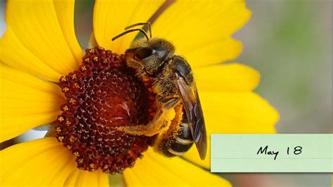 The Importance Of Native Bees In Floridas Ecosystem Nature Blog Network