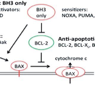 (PDF) Regulation of stressed-induced cell death by the Bcl-2 family of ...