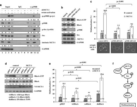 Mct 1 Promotes Multinucleation Dependent On The P190b Rhoa Function Download Scientific