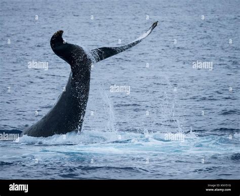 Maui Humpback Whale Tail Slap Stock Photo - Alamy