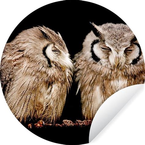 WallCircle Muurstickers Behangcirkel Uil Vogel Zwart