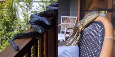 VÍDEO Cobras pítons invadem casa e família leva susto