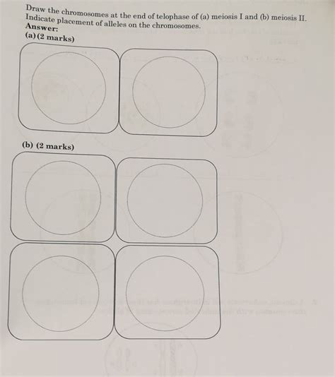 Solved 1 The Cells Illustrated Below Belong To A Species Chegg