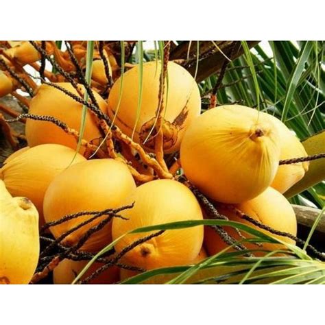 Jual Buah Kelapa Gading Kuning Muda Segar Kg Shopee Indonesia