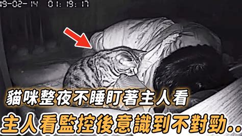 貓咪整夜不睡只盯著主人看，男子查看監控後，竟瞬間趕往醫院感動 感人 貓咪 貓 監控 反轉 暖心 心靈脈衝 Youtube