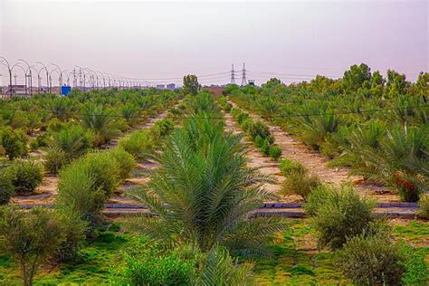 العتبة العباسية زراعة أكثر من ٧٢ ألف نخلة وشجرة في واحات الحزام