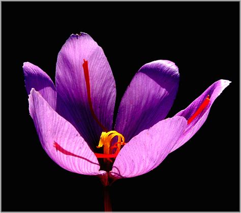 Foto Natura Huesca 2 La Flor Del AzafrÁn Crocus Sativus Linnaeus 1753