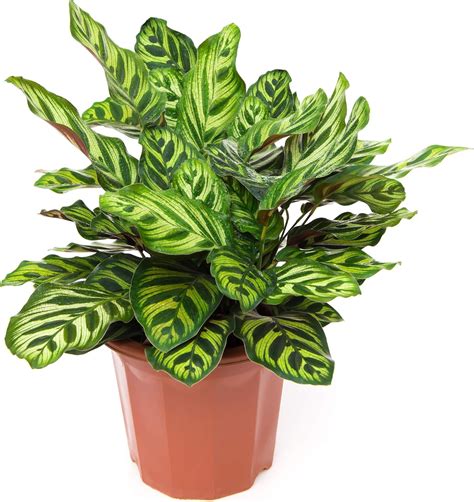 30 40cm Calathea Makoyana en pot Plante Paon d intérieur accrocheuse