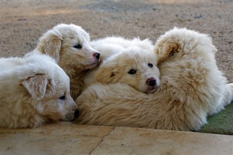 Cane più bello del mondo 2023 ecco chi è MomentoCasa