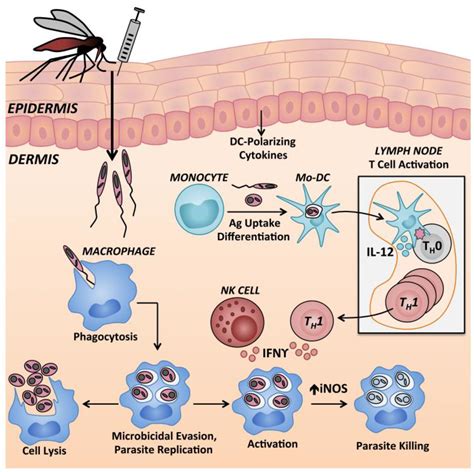 Leishmaniasis Pathophysiology