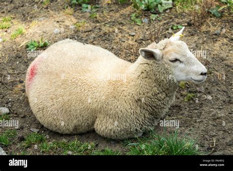 Lamb Profile Stock Photos And Lamb Profile Stock Images Alamy