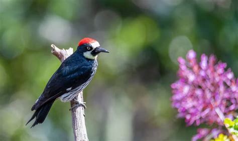 15 Species Of Woodpeckers In Arizona W Photos