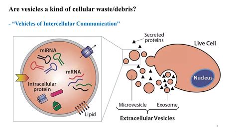 Scs Macrophages Suppress Melanoma By Restricting Tumor Derived Vesicle