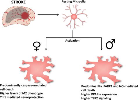 Sexual Differences In Activated Microglia Poststroke Schematic Download Scientific Diagram