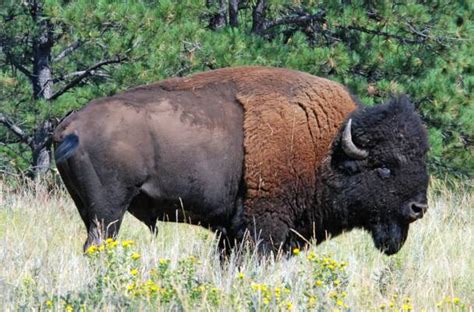 Custer State Park - Bison