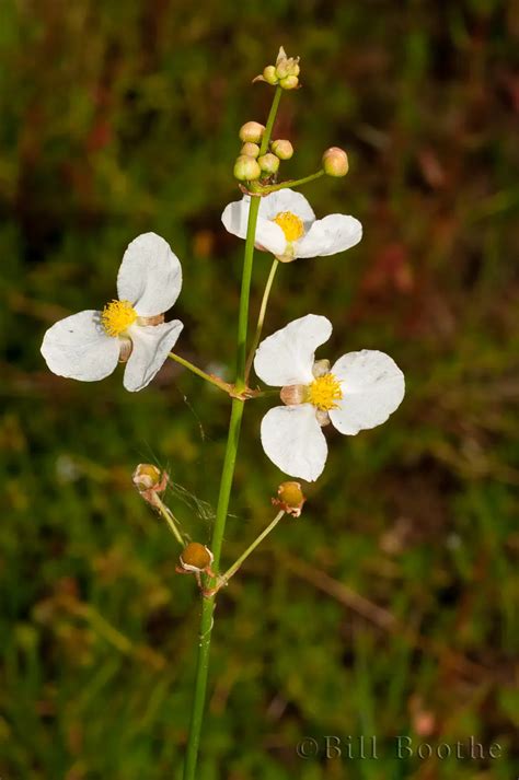 Bulltongue Arrowhead Wildflowers Nature In Focus