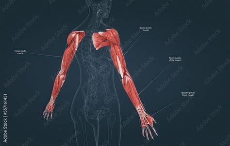 Female the pectoralis major, latissimus dorsi, deltoid, and rotator ...