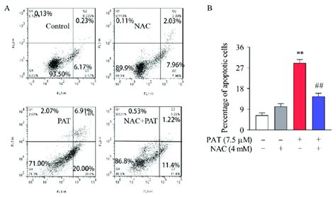 In Hek Cells Nac Diminished Cytotoxicity And Apoptosis Caused By