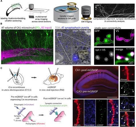 Array Tomography And Mgrasp Permit The Examination Of Synaptic