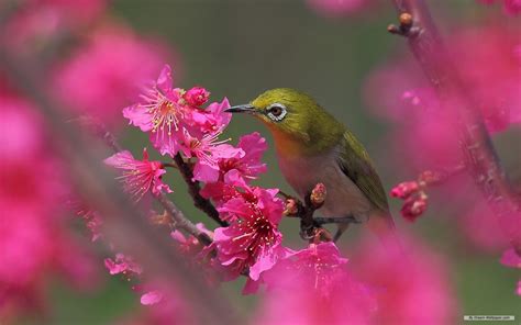 Spring Flowers and Birds Wallpapers - Top Free Spring Flowers and Birds ...