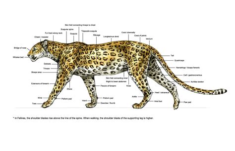 Leopard Life Cycle Diagram