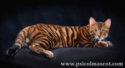 PSICOLMASCOT El Gato Toyger