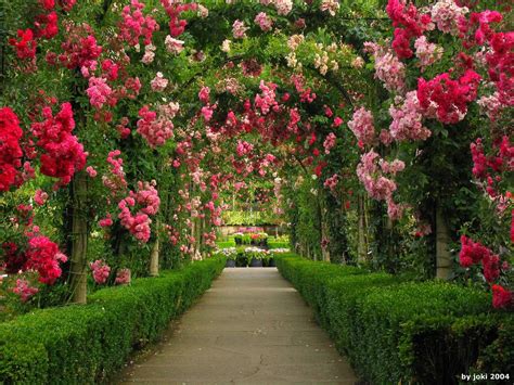 English Rose Garden Wallpaper