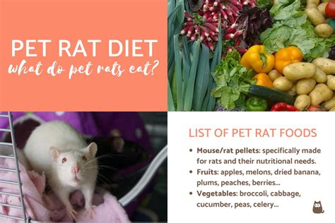 How To Care For Your Pet Rat Fact Cards Teacher Made