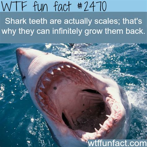 great white shark teeth facts