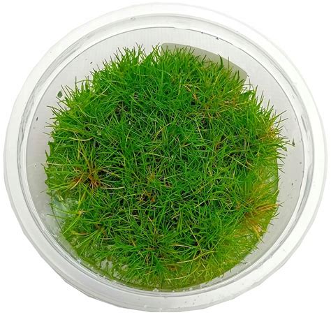 Eleocharis Sp Mini Ro Lina In Vitro Kubek Cm Allegro Pl