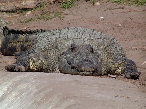 🔥 [40+] Black Crocodile Wallpapers | WallpaperSafari