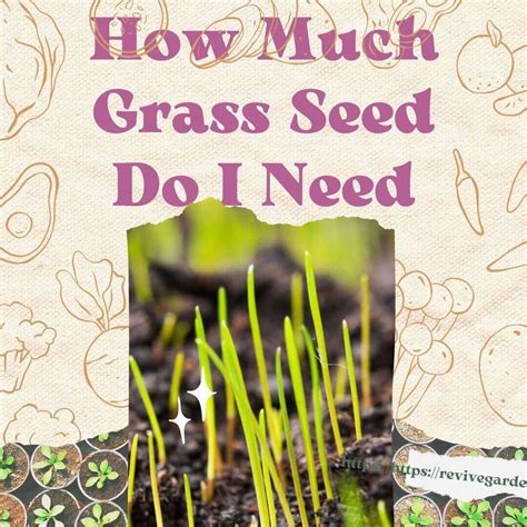 How Much Grass Seed Do I Need My Complete Story Revive Garden