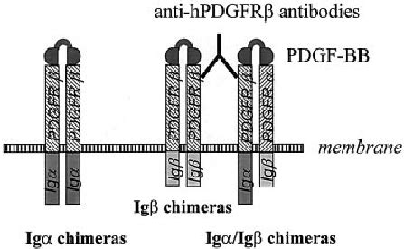 The structures of the chimera proteins. The chimeric proteins contain... | Download Scientific ...