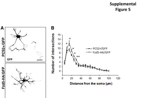 Frizzled 5 Receptor Is Involved In Neuronal Polarity And Morphogenesis