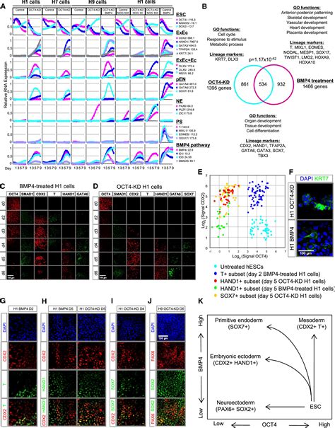 Distinct Lineage Specification Roles For Nanog Oct And Sox In Human