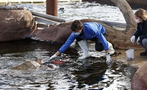 Oceanogràfic Valencia Morla Charlie y Rosita las tres tortugas