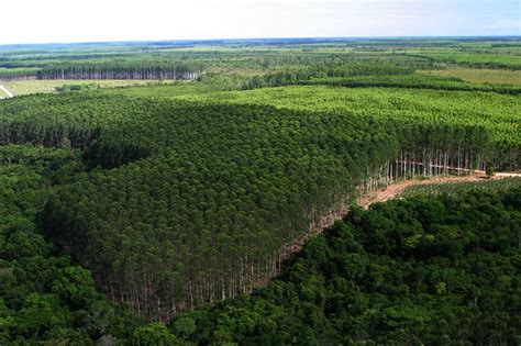 Reflorestamento Nativas Traz Retorno Econ Mico E Ambiental