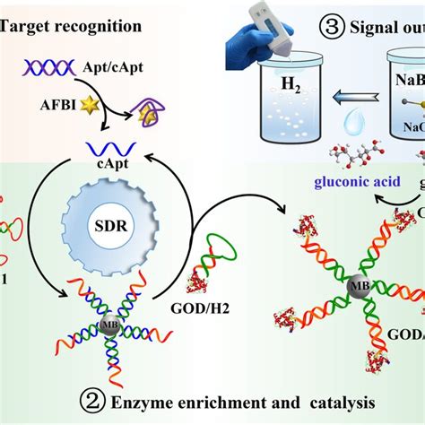 Schematic Illustration Of The Gas Pressure Bioassay For Detection Of Download Scientific