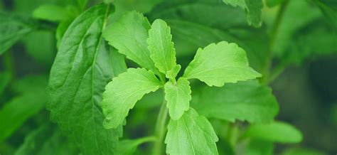 The Ultimate Guide To Stevia Leaf Origins And Health Benefits Jamu