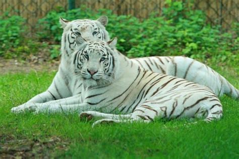 White Tiger Animal Facts Panthera Tigris Tigris Az Animals